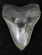 Megalodon Tooth - South Carolina #21867-1